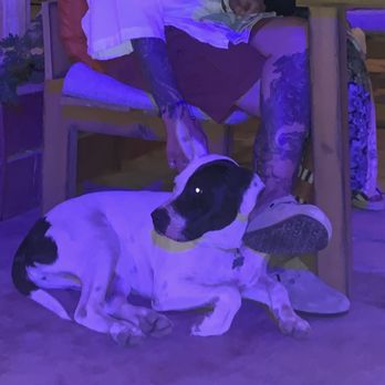 Metate - Puppy! - Mexican Near Me - Cabo San Lucas, BCS