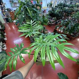 philodendron mayoi