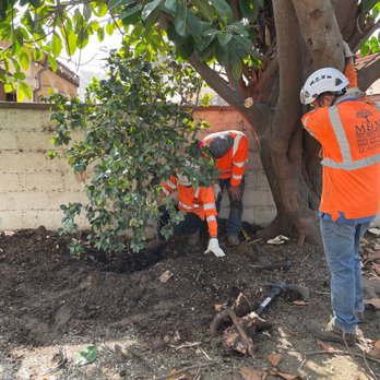 M&M Tree Service - My grandmother's Camilla tree. - Tree Services Near Me - La Puente, California
