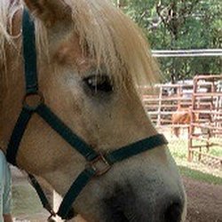 Therapeutic Horsemanship of Hawaii - Hamming up for photo