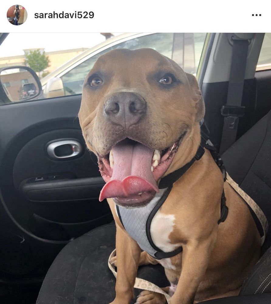 ADOBE ANIMAL HOSPITAL 12 Photos & 28 Reviews 3140 Trawood Dr, El