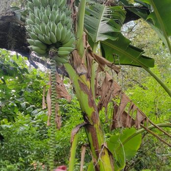 Inner Roots - Banana rack - Landscaping Near Me Inner Roots - Banana rack - Landscaping Near Me