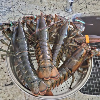 Charlotte Fish Depot - Live Maine lobster. Yummy - Seafood Markets Near Me - Punta Gorda, Florida Charlotte Fish Depot - Live Maine lobster. Yummy - Seafood Markets Near Me - Punta Gorda, Florida