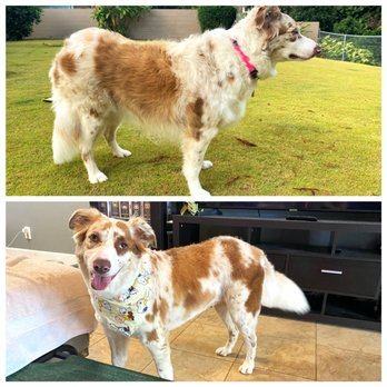 Honolulu Dog Spa - Pet Groomers Near Me - Honolulu, Hawaii Honolulu Dog Spa - Pet Groomers Near Me - Honolulu, Hawaii