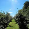 Highland Farm gift card