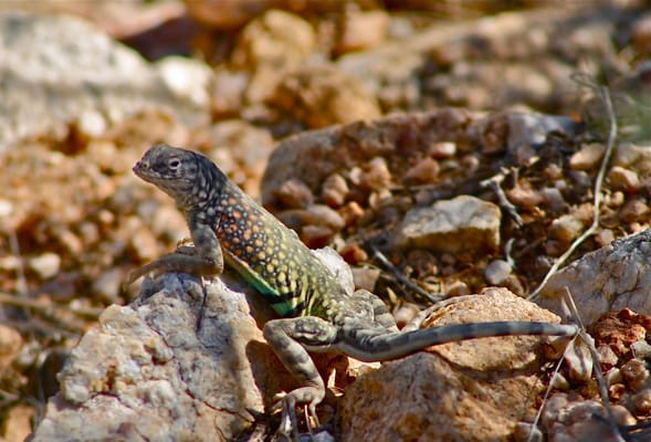 Catalina State Park by null