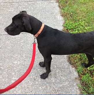 P T S D & Trauma Recovery Knoxville - grief counselor in Knoxville, TN