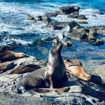 La Jolla - Beaches Near Me - San Diego, California La Jolla - Beaches Near Me - San Diego, California