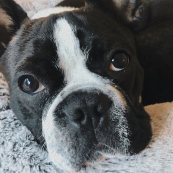 Karma Dog Training - Pet Training Near Me Karma Dog Training - Pet Training Near Me