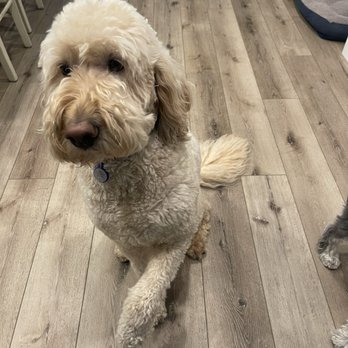 RCD Pet Spa - Pet Groomers Near Me - Quartz Hill, California