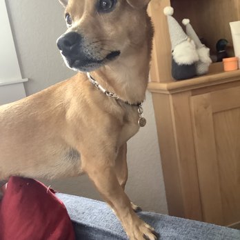 Hound Lounge - His nails are a bit long due to his quicks being long as well. Groomers did an excellent job dealing with this and did not cut too short! - Pet Groomers Near Me - Walnut Creek, California