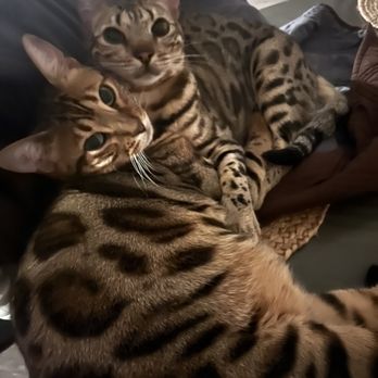 Shebas Bengals - Pet Breeders Near Me Shebas Bengals - Pet Breeders Near Me
