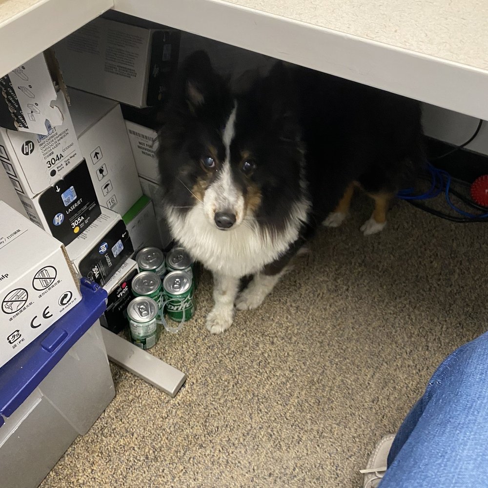 Willow Park Animal Clinic - Veterinarians Near Me - Calgary, Alberta Willow Park Animal Clinic - Veterinarians Near Me - Calgary, Alberta