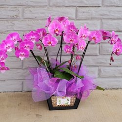 Nessa & Tam Floral Design