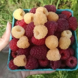 Berryhill Farm - Beautiful red and golden raspberries! Yum! ^.^
