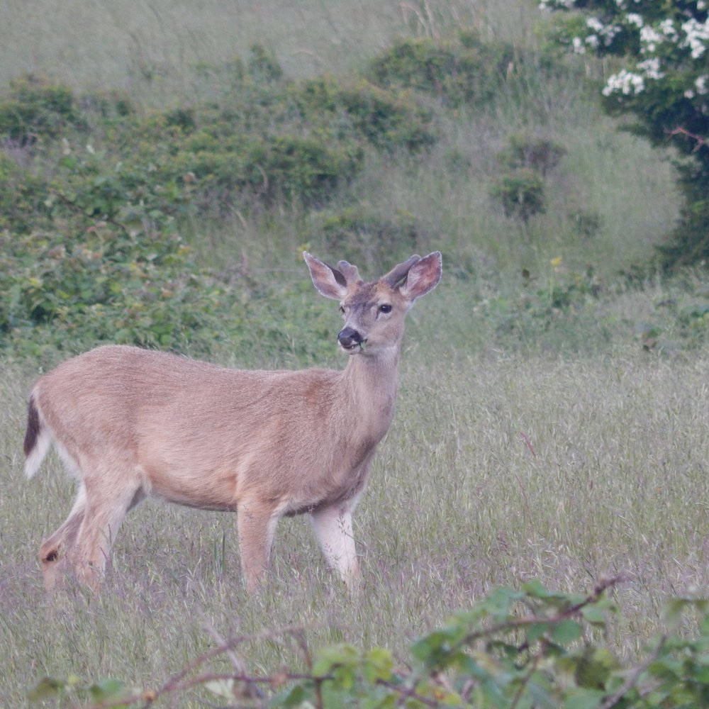 Cattle Point Lighthouse - A deer grazing in the grass. - Landmarks & Historical Buildings Near Me - Lopez Island, Washington Cattle Point Lighthouse - A deer grazing in the grass. - Landmarks & Historical Buildings Near Me - Lopez Island, Washington