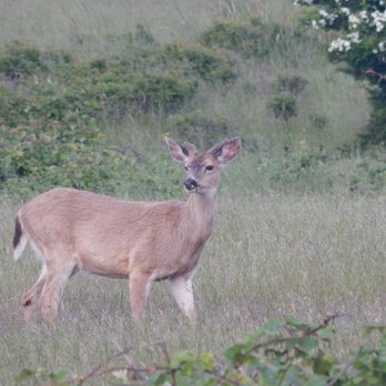 Cattle Point Lighthouse - A deer grazing in the grass. - Landmarks & Historical Buildings Near Me - Lopez Island, Washington