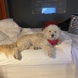 The dog enjoying the very comfortable bed The dog enjoying the very comfortable bed