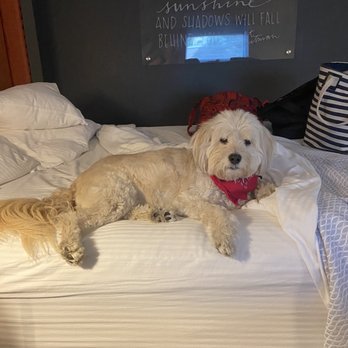La Quinta by Wyndham Madera - The dog enjoying the very comfortable bed - Hotels Near Me - Madera, California La Quinta by Wyndham Madera - The dog enjoying the very comfortable bed - Hotels Near Me - Madera, California