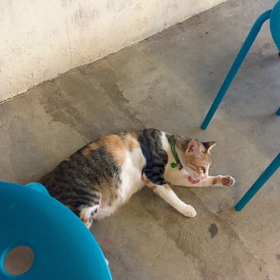 Bikini Toppings by null