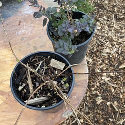 Plantas Nativa