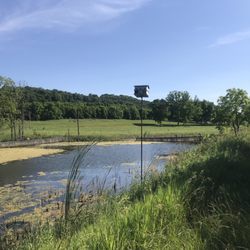 McCully Heritage Project - Wetlands