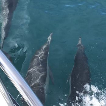 Left Coast Sportfishing Dana Point - Pod of dolphins playing in front of the boat. - Fishing Near Me - Dana Point, California Left Coast Sportfishing Dana Point - Pod of dolphins playing in front of the boat. - Fishing Near Me - Dana Point, California