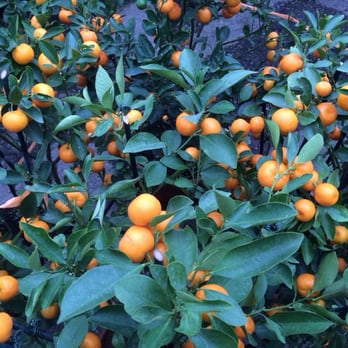 Kim's Nature - Chinese New Year clementine - Nurseries & Gardening Near Me - Markham, Ontario