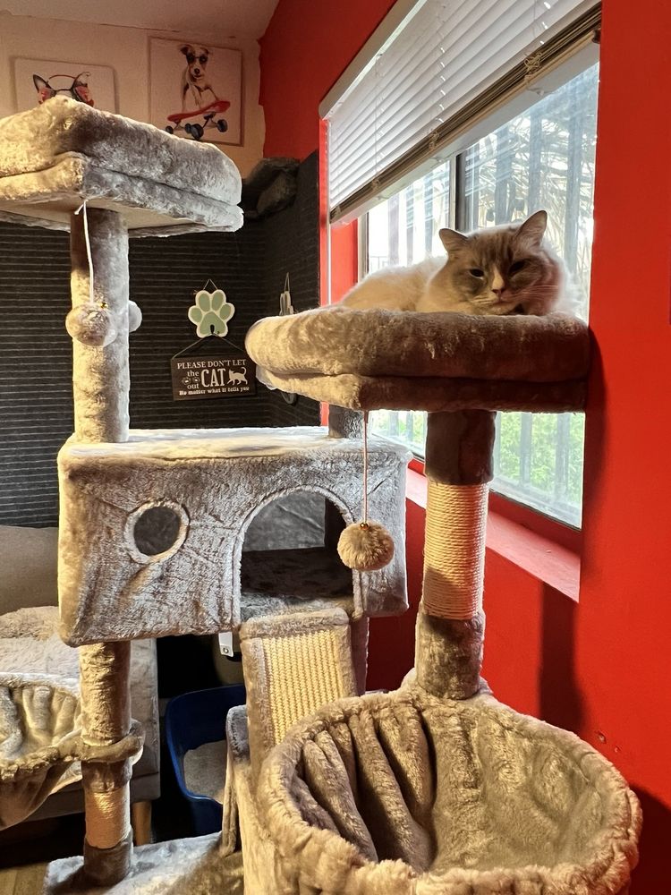 Trisha’s Hugs N Kisses Pet Sitting - pet boarding facility in Los Angeles, CA