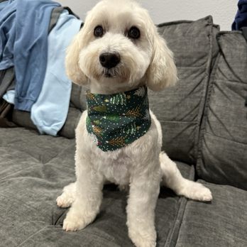 Jasmine Pet Grooming - Pet Groomers Near Me - Brea, California