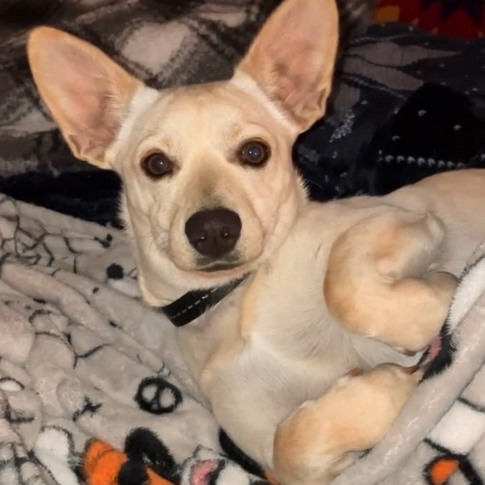 Your Mutt Hutt - Rosie - Pet Groomers Near Me - Las Cruces, New Mexico Your Mutt Hutt - Rosie - Pet Groomers Near Me - Las Cruces, New Mexico