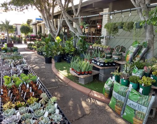 Summerwinds Nursery Country Club 3160 S Dr Mesa Az 3160 S Country Club Dr Mesa Az