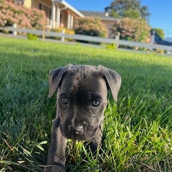 Maximo's Kennel - Daisy 8+ weeks - Pet Breeders Near Me Maximo's Kennel - Daisy 8+ weeks - Pet Breeders Near Me