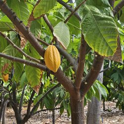 Maui Chocolate Tour - Cacao pod