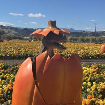 Spina Farms - Dinosaur - Farmers Market Near Me - Morgan Hill, California Spina Farms - Dinosaur - Farmers Market Near Me - Morgan Hill, California