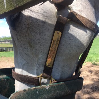 Old Friends - Silver Charm, successful racing horse, amazing friend - Horse Racing Near Me - Georgetown, Kentucky Old Friends - Silver Charm, successful racing horse, amazing friend - Horse Racing Near Me - Georgetown, Kentucky