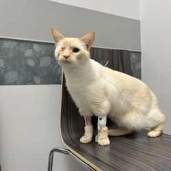 Partner Veterinary - The last day he was there, much more confident in his surroundings