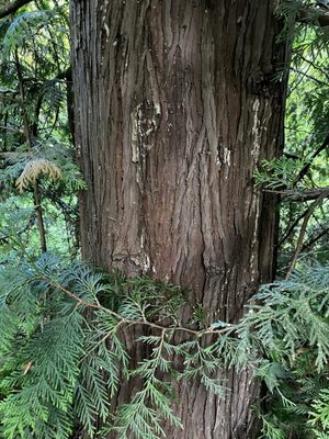 Hoyt Arboretum by null