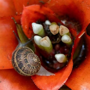 Lotusland - Lotusland - Botanical Gardens Near Me - Santa Barbara, California