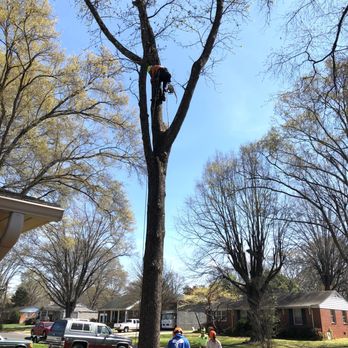 United Tree Company - Tree Services Near Me United Tree Company - Tree Services Near Me