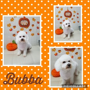 hair of the dog salon