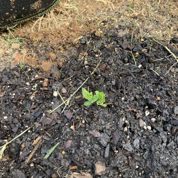 TN Nursery - Healthy Butterfly plant! The Monarch Butterflies will be very happy. - Nurseries & Gardening Near Me - Altamont, Tennessee TN Nursery - Healthy Butterfly plant! The Monarch Butterflies will be very happy. - Nurseries & Gardening Near Me - Altamont, Tennessee
