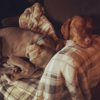 White River Kennels - Silky at 12 weeks - Pet Breeders Near Me - Shoals, Indiana