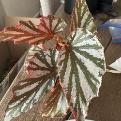 Kartuz Greenhouses - Begonia