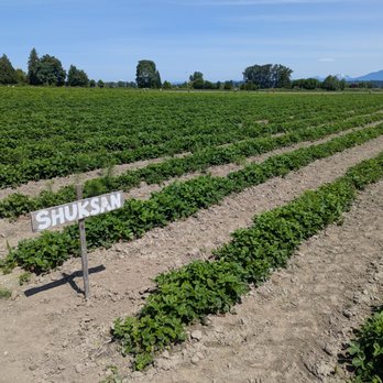 Bailey Family Farm - Strawberry Fields - Pick Your Own Farms Near Me - Snohomish, Washington Bailey Family Farm - Strawberry Fields - Pick Your Own Farms Near Me - Snohomish, Washington