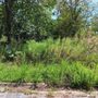 Wood's Commercial & Residential Lawn Services