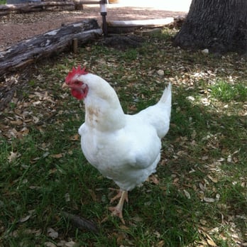 William Chris Vineyards - Resident fowl - Wineries Near Me - Hye, Texas William Chris Vineyards - Resident fowl - Wineries Near Me - Hye, Texas
