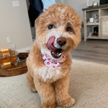 Snazzy Snout - Fresh cut Pup! - Pet Groomers Near Me - Colorado Springs, Colorado Snazzy Snout - Fresh cut Pup! - Pet Groomers Near Me - Colorado Springs, Colorado