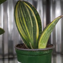 SummerWinds Nursery - Campbell - They have variegated whales fins!! Omg. Yep $130 - it's a good deal some pots have babies!