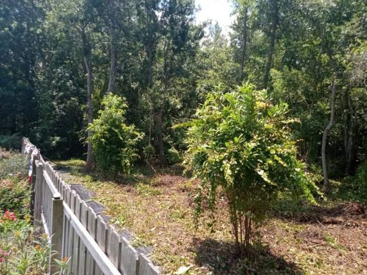 Half acre under brush cleared - Cleared under brush on a half acre.